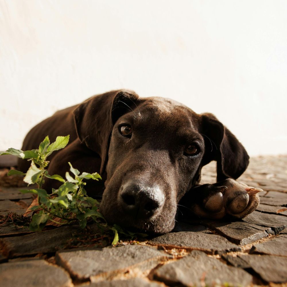 Mangelnde Selbstständigkeit bei Hunden