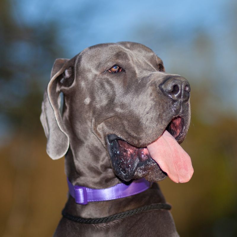 Labrador während des Ruhe-Trainings, entspannt und belohnt vom Halter für sein ruhiges Verhalten