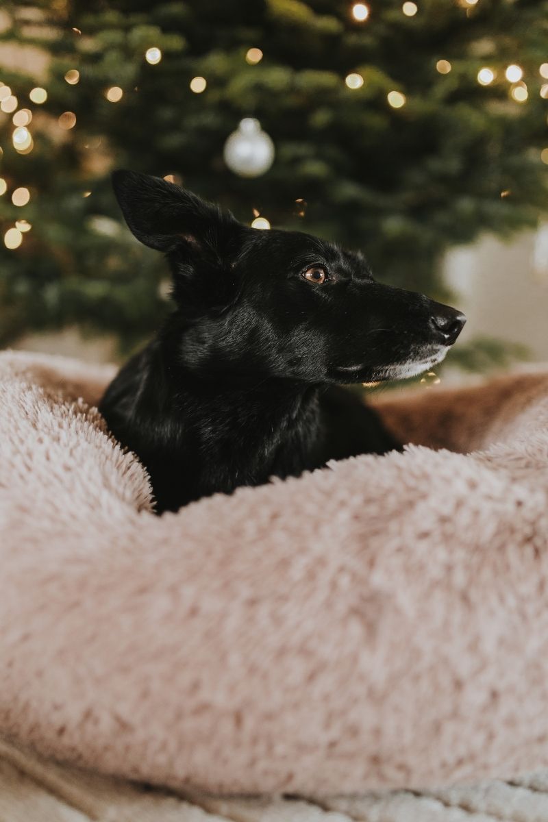 Winterzauber für deinen Hund mit Wolke