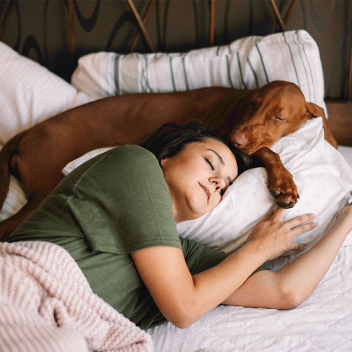 Warum schläft der Hund nicht im Hundebett?