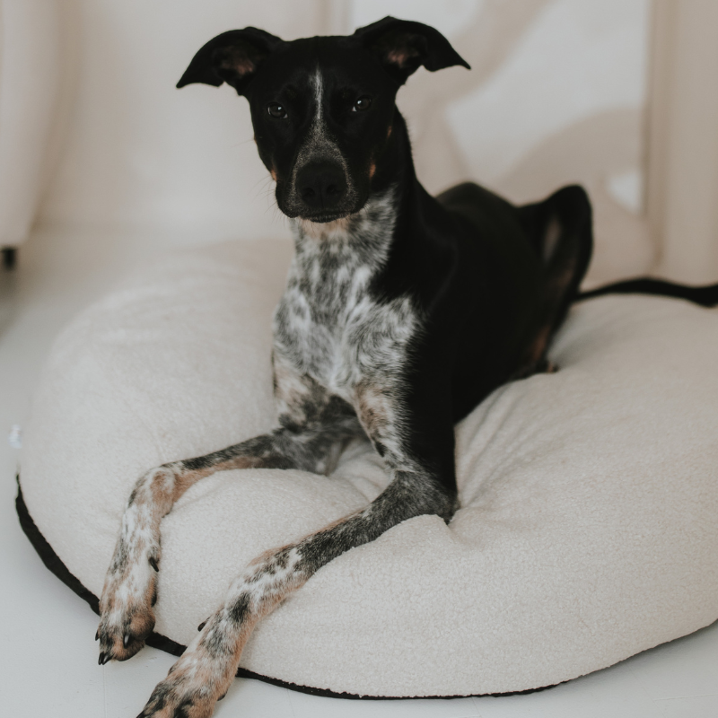 Hundepouf Bouclé Creme