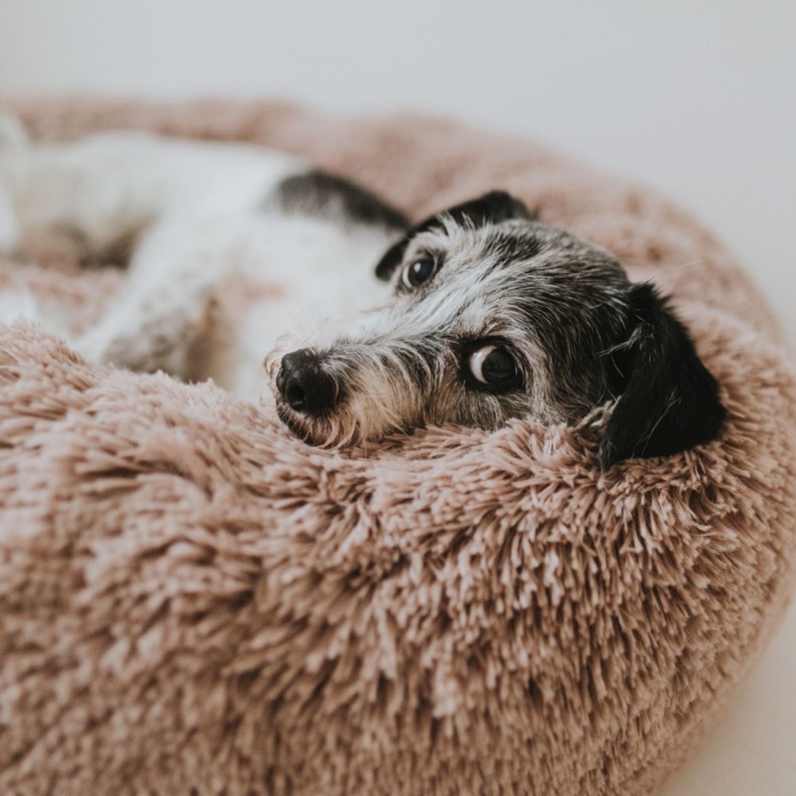 Hundebett WOLKE