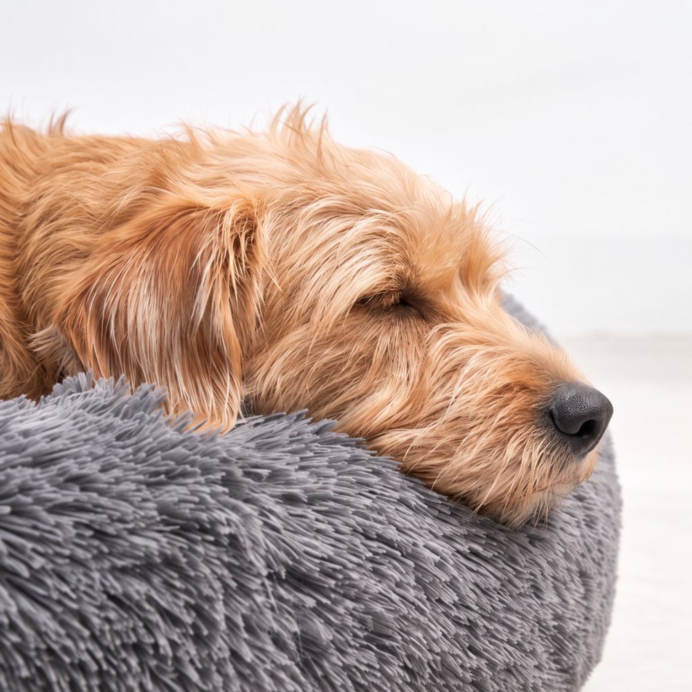 Nahaufnahme des Hundekopfes auf dem weichen Plüschrand