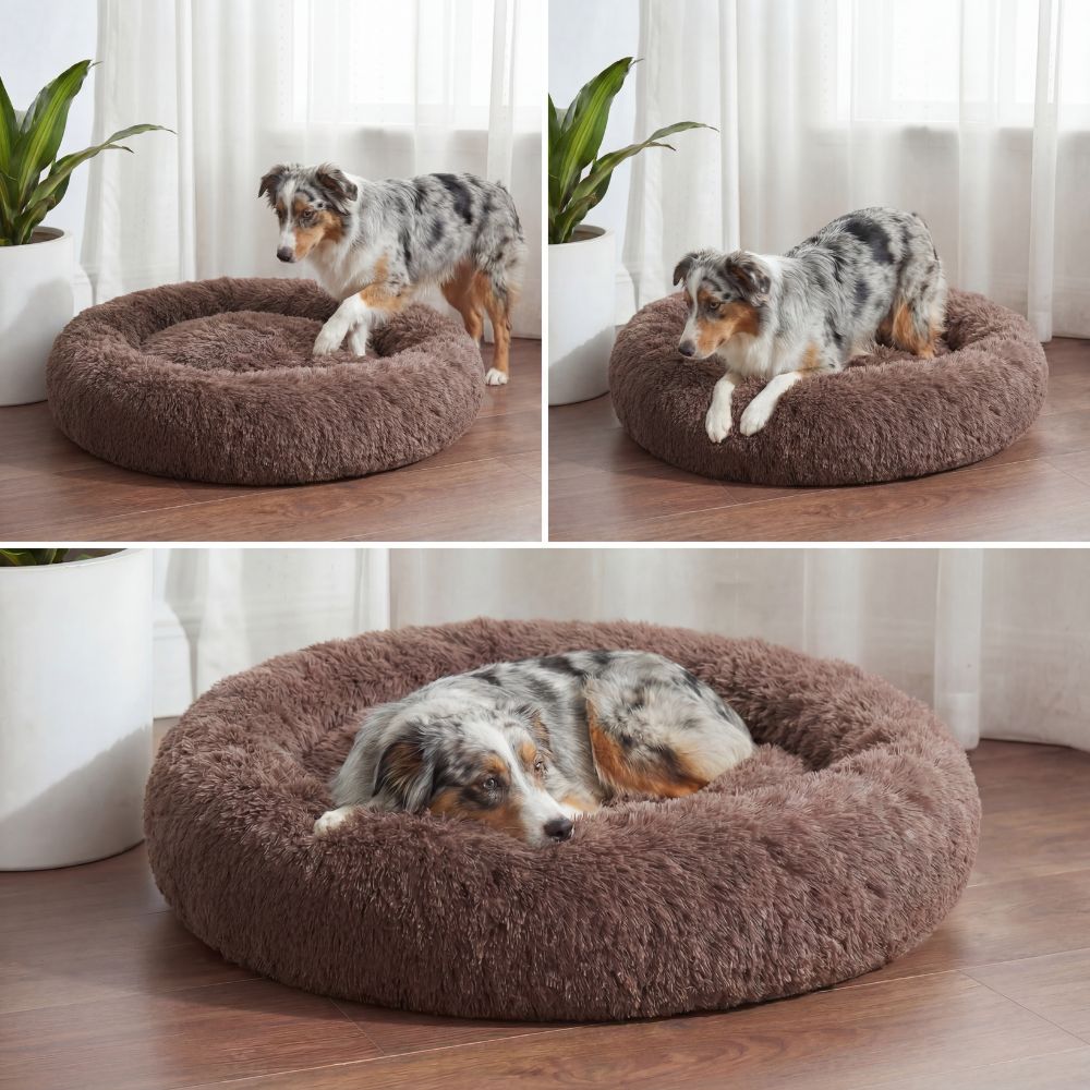 Australian Shepherd entspannt im braunen Hundebett Wolke – gemütliche Ruhemomente im Alltag