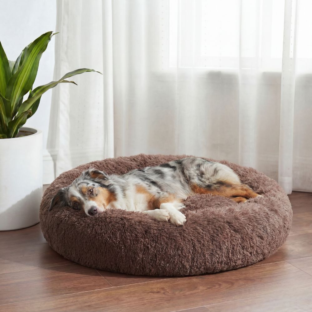 Australian Shepherd entspannt im braunen Hundebett Wolke