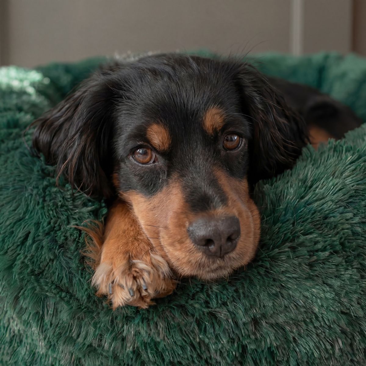 Dackel liegt im grünen Hundebett Wolke mit besonders weicher Füllung detail