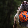 SUPER STRONG Hundeball