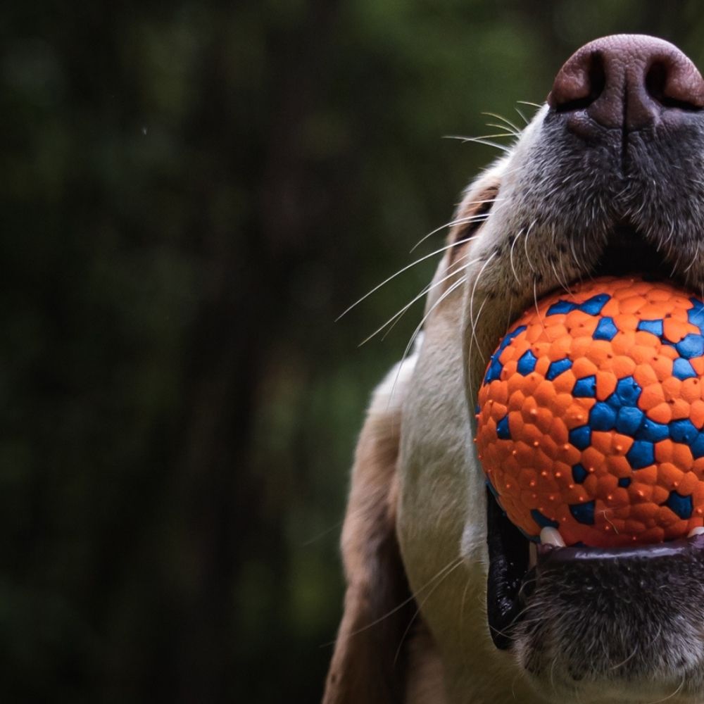 Hundeball Super STRONG