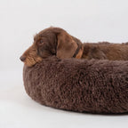 Hund mit dem Kopf auf dem Rand des braunen Hundebetts WOLKE in der Seitenansicht