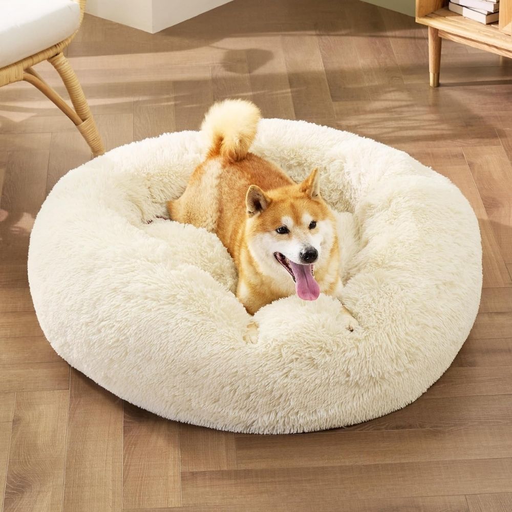 Shiba Inu liegt im großen cremefarbenen Hundebett aus weichem Plüsch